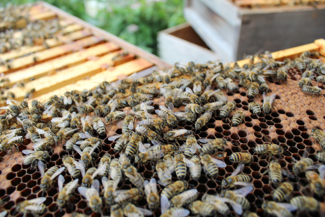 bees