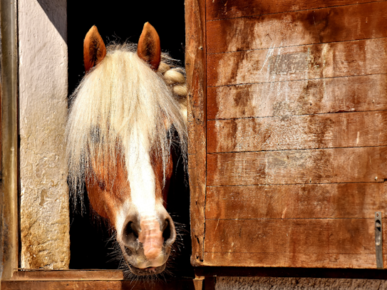 Bolting the stable door: Keeping horses and equipment safe