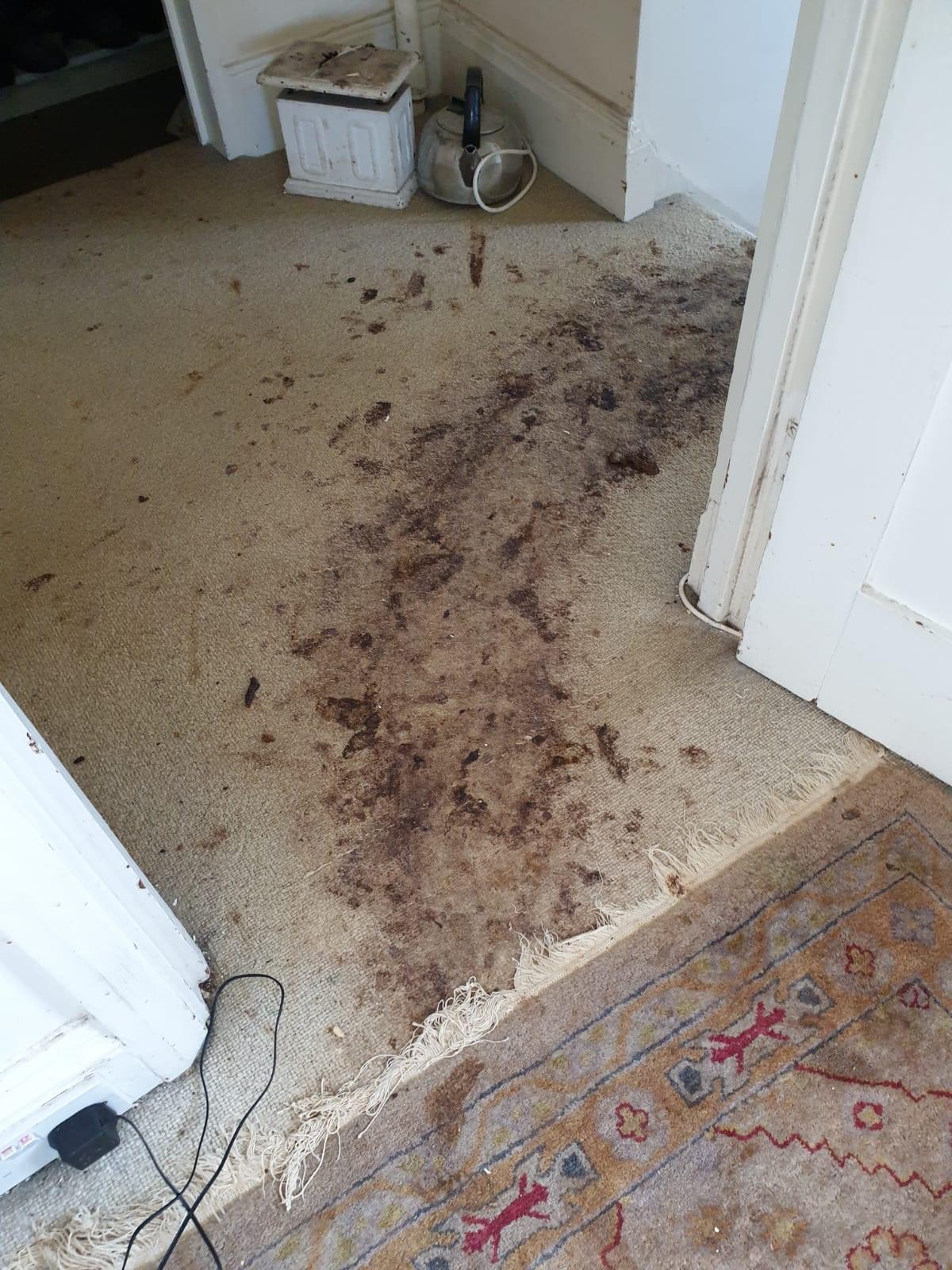 Human foul waste clean-up